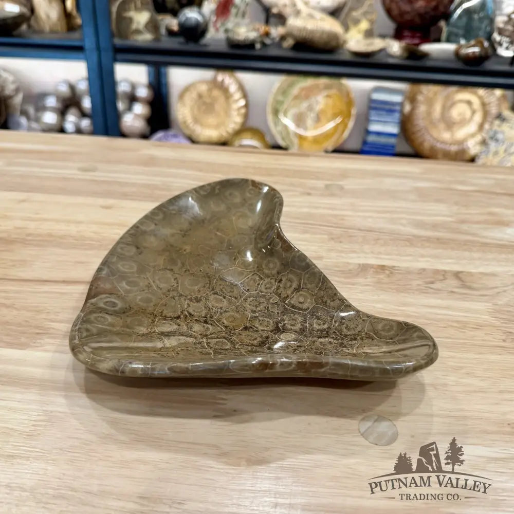 Coral Fossil Bowl 9.36’’ - Fossil Bowl