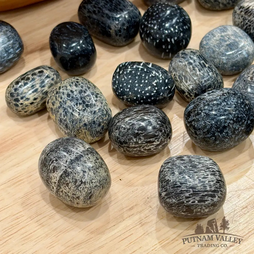 Crinoid Fossil Tumbles (½ lb) - Tumbled Stone