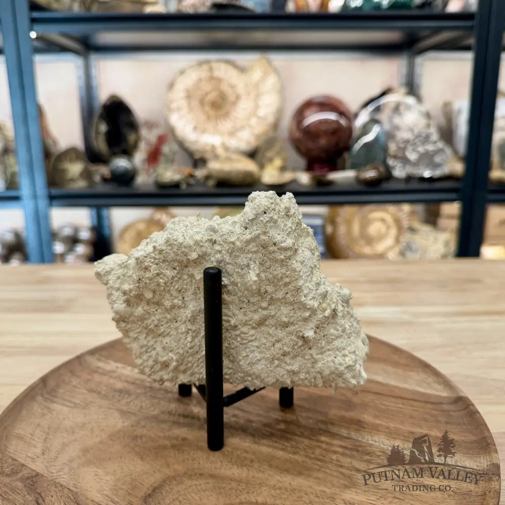 Double Fossil Sand Dollar in Falun Matrix + Stand 2.43’’ - Fossil Specimen