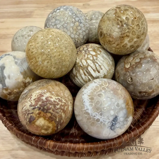Fossil Coral Spheres | Indonesia - 2’’ - 2.4’’ - Sphere