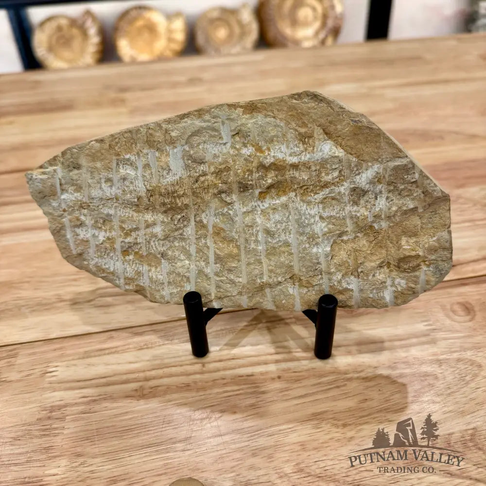 Genuine Double Brittle Star Fossil Fossil