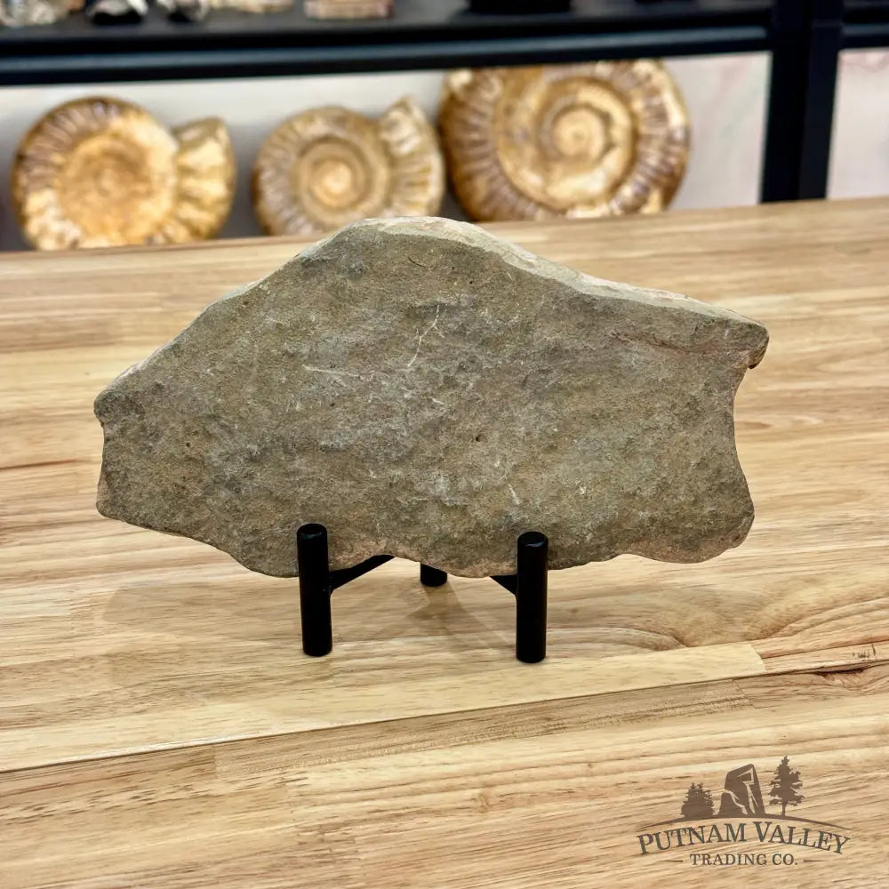 Reserve Double Brittle Star Fossil Fossil