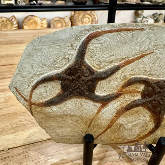 Genuine Double Brittle Star Fossil Fossil