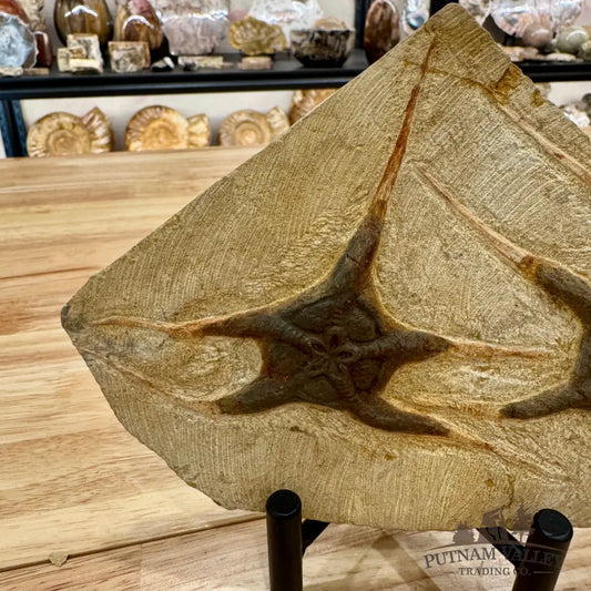 Genuine Double Brittle Star Fossil Fossil