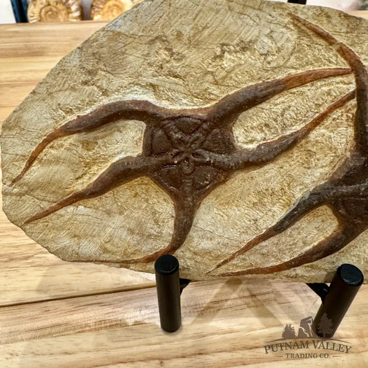 Genuine Double Brittle Star Fossil Fossil