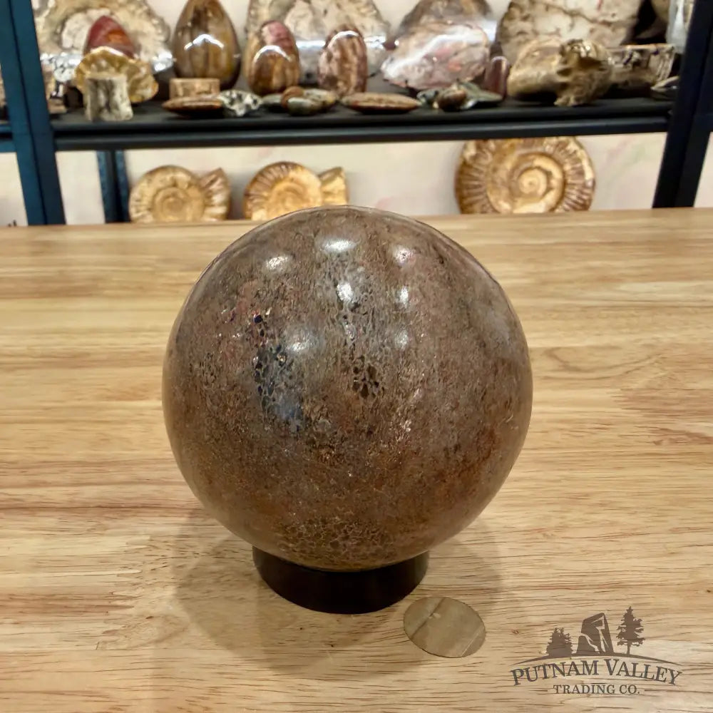 Genuine Fossilized Dinosaur Bone Sphere 3.42’’ Fossil Sphere