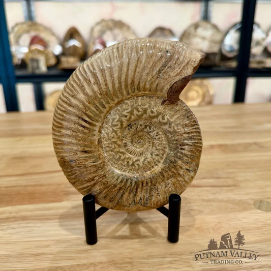 Genuine Jurassic Ammonite Fossil 5.65’’ Fossil Specimen