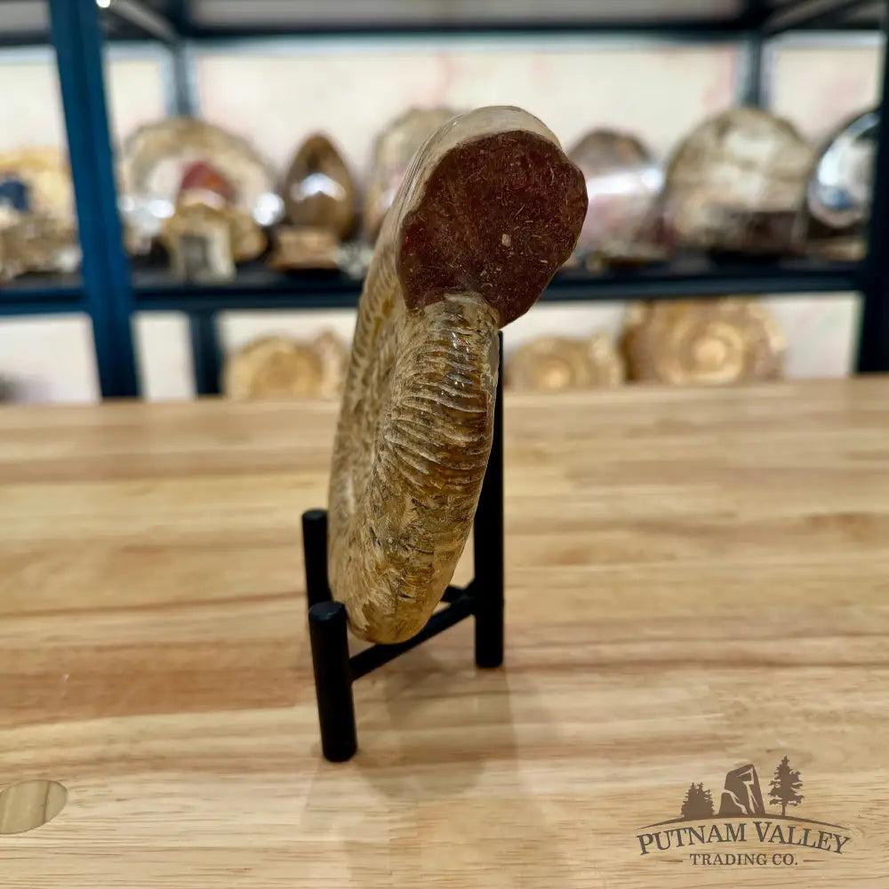 Genuine Jurassic Ammonite Fossil 5.65’’ Fossil Specimen