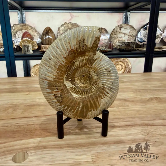 Genuine Jurassic Ammonite Fossil 5.5’’ Fossil Specimen