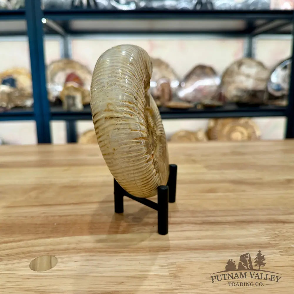 Genuine Jurassic Ammonite Fossil 5.5’’ Fossil Specimen