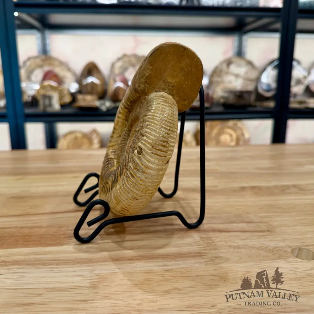 Genuine Jurassic Ammonite Fossil 6.36’’ Fossil Specimen