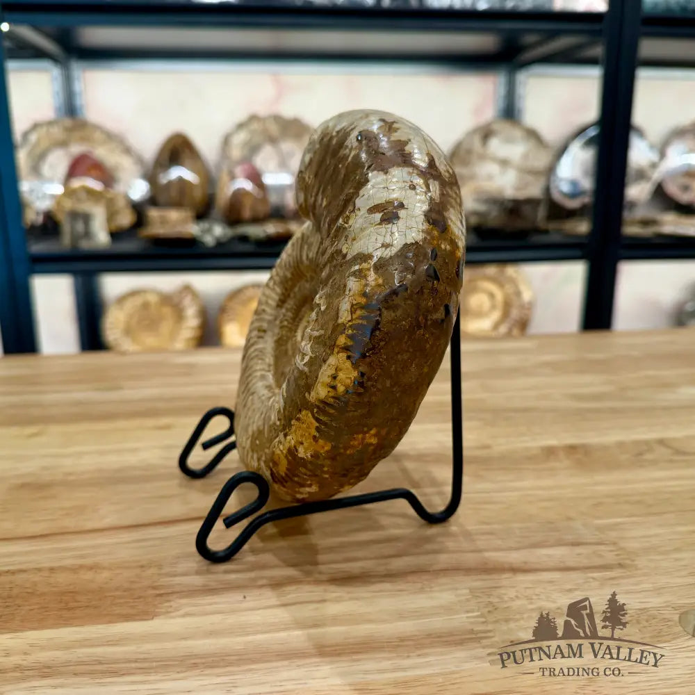 Genuine Jurassic Ammonite Fossil 6.86’’ Fossil Specimen