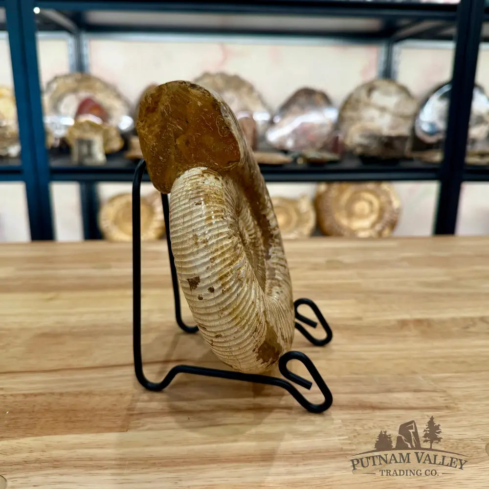 Genuine Jurassic Ammonite Fossil 6.86’’ Fossil Specimen