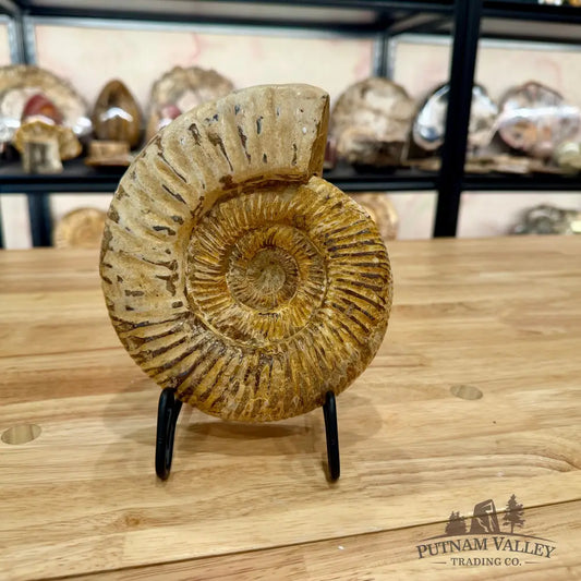 Genuine Jurassic Ammonite Fossil Fossil Specimen
