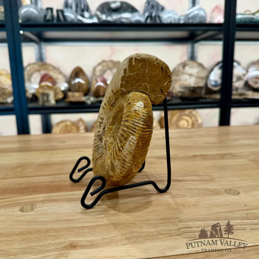 Genuine Jurassic Ammonite Fossil Fossil Specimen