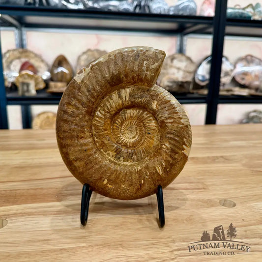 Genuine Jurassic Ammonite Fossil 7.1’’ Fossil Specimen