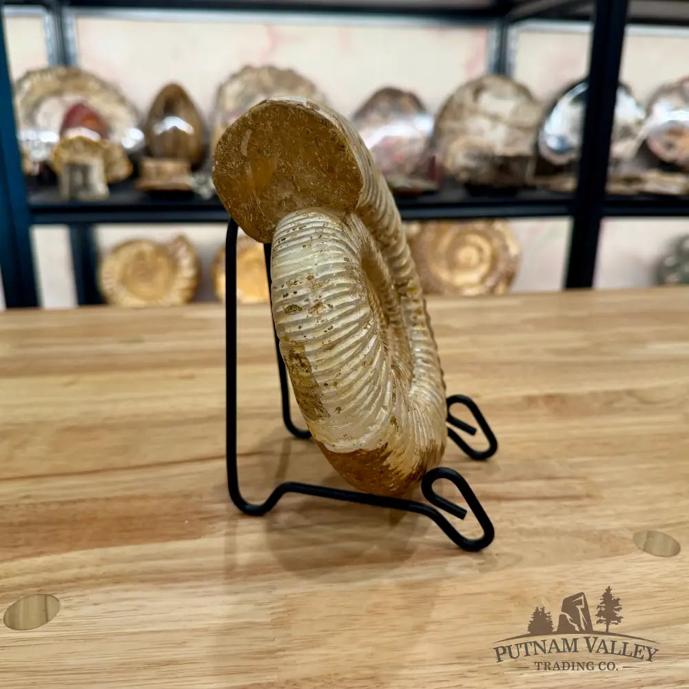 Genuine Jurassic Ammonite Fossil 7.1’’ Fossil Specimen