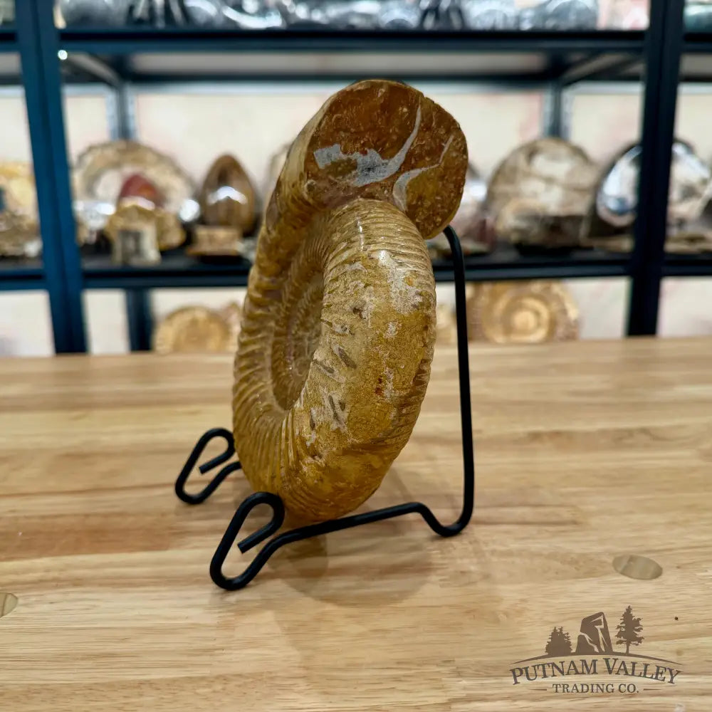 Genuine Jurassic Ammonite Fossil 7.33’’ Fossil Specimen