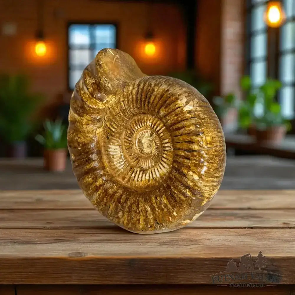 Genuine Jurassic Ammonite Fossil - Putnam Valley Trading Co.