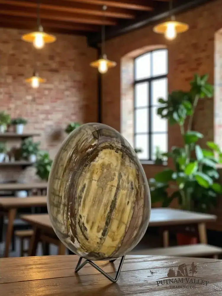 Genuine Petrified Wood Egg Detail View - Putnam Valley Trading