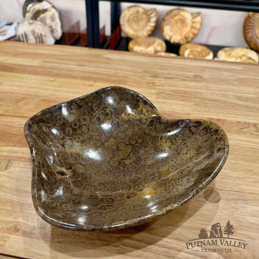 Reserve Coral Fossil Bowl Fossil Bowl