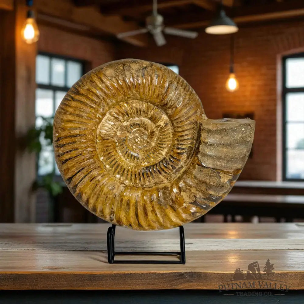 Jurassic Ammonite Fossil Fossil Specimen