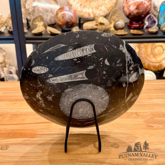 Genuine Reserve Orthoceras Fossil Bowl 10’’