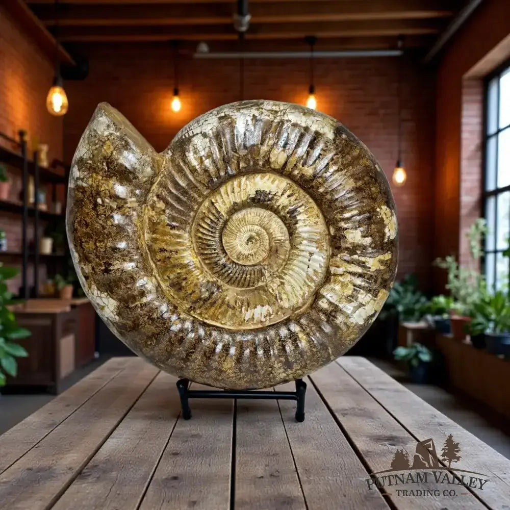 Grand Reserve Authentic Jurassic Ammonite Detail View - Putnam Valley Trading
