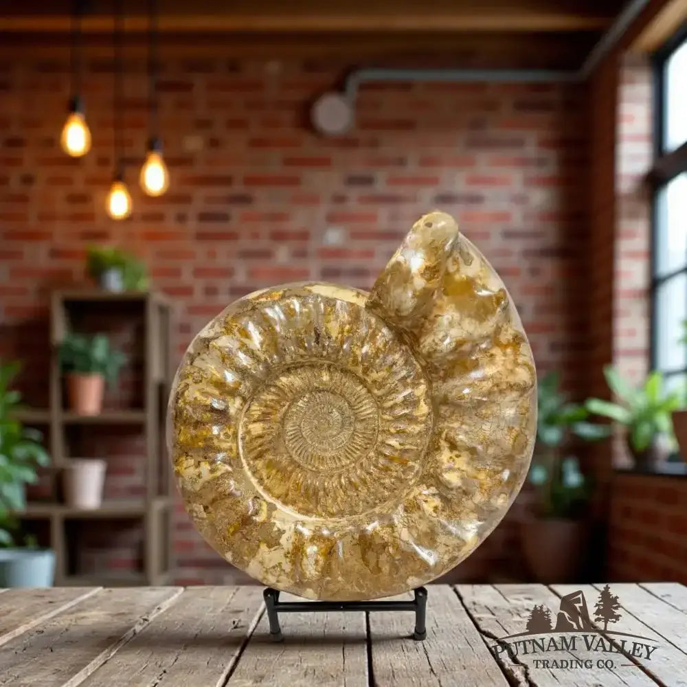 Authentic Substantial Jurassic Ammonite Fossil - Putnam Valley Trading Co.