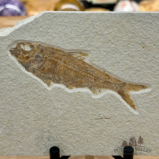 Green River Fish Fossil 4.85’’ - Fossil