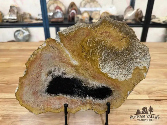 Genuine Petrified Palmwood Slab - Putnam Valley Trading Co.