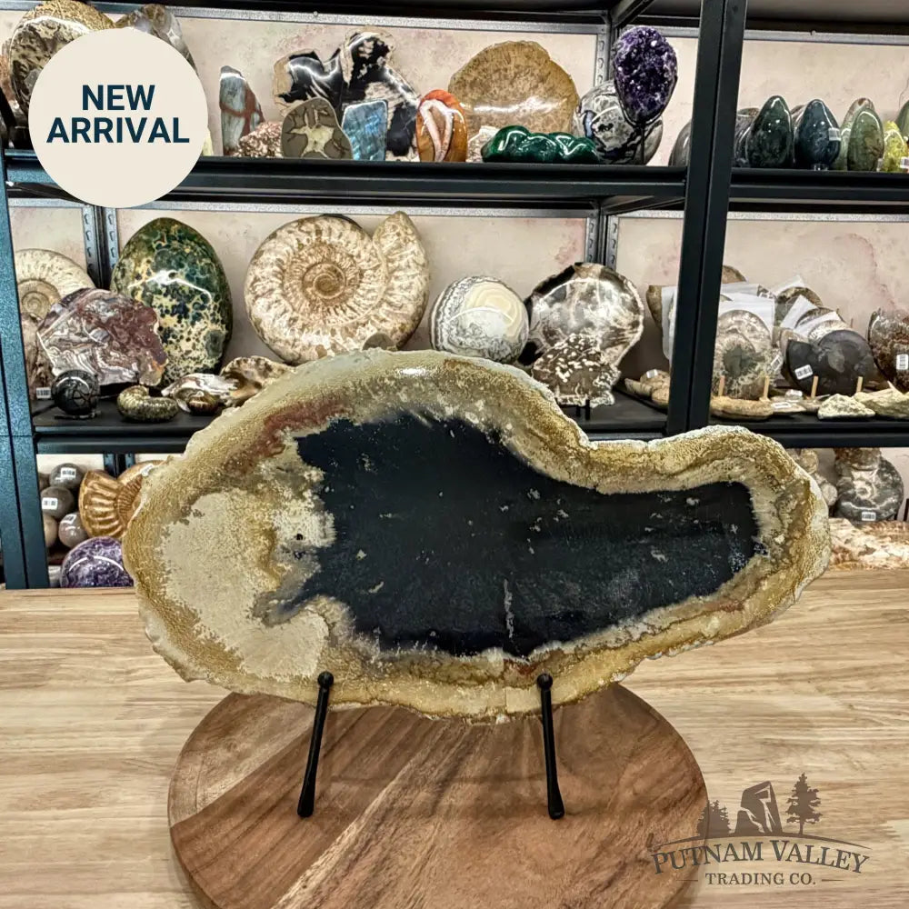 Indonesian Petrified Palmwood Slab 15.2’’ - Slab