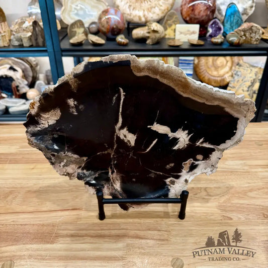 Indonesian Petrified Wood Rustic Plate 14.25’’ - Plate