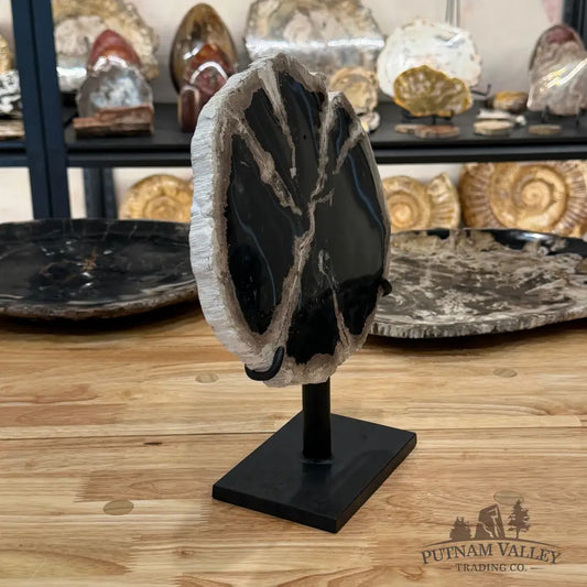 Indonesian Petrified Wood Table Accent Accent