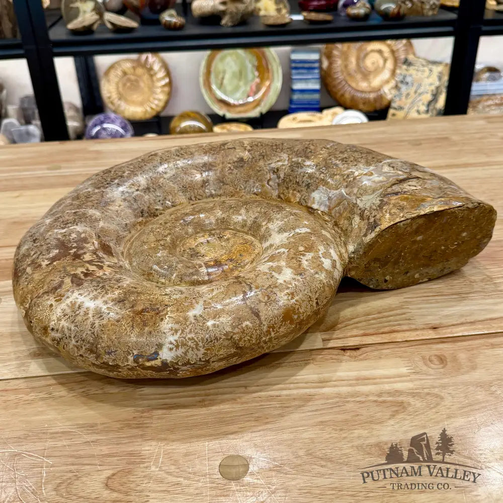 Jurassic Ammonite Fossil 17’’ | 27 lb - Fossil Specimen