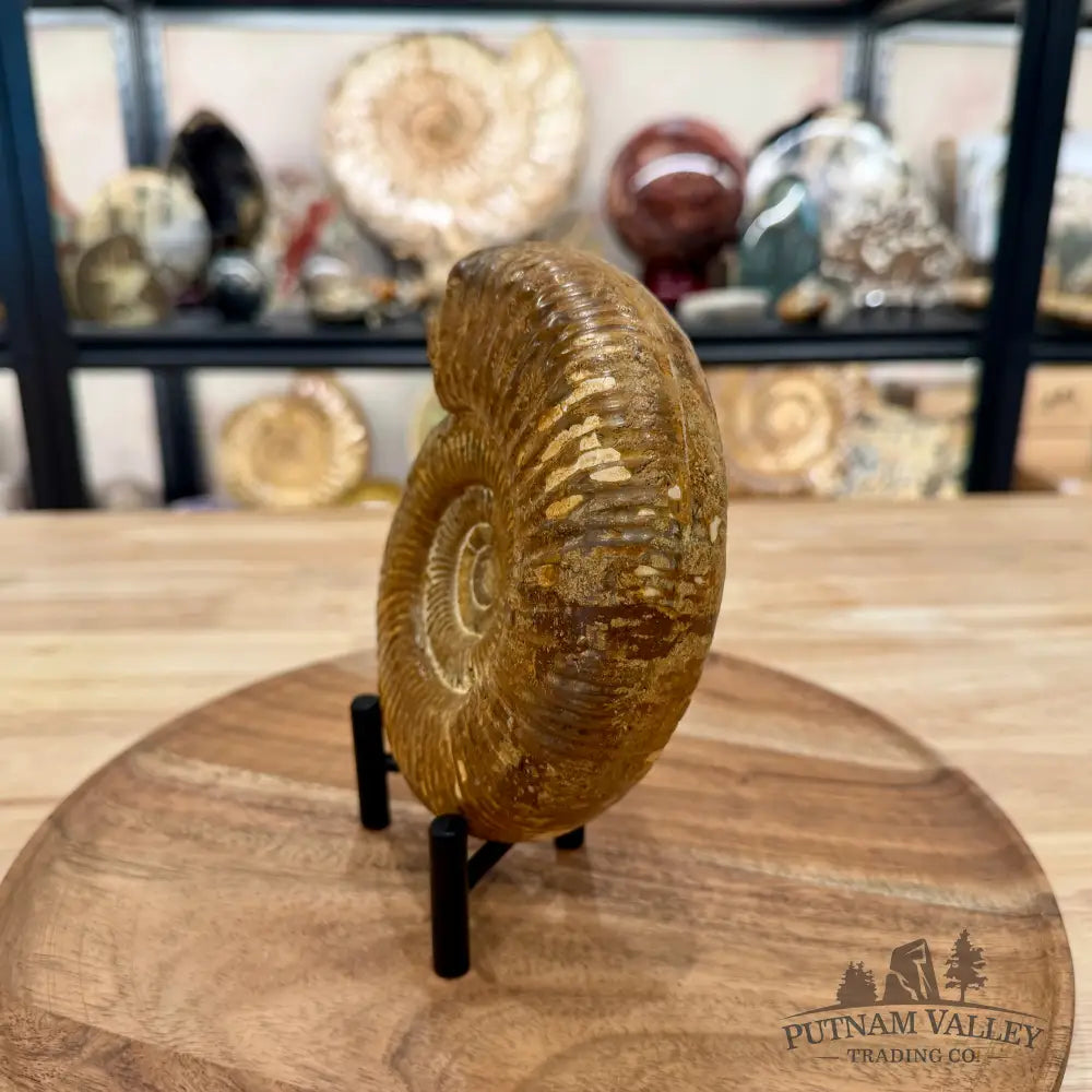 Jurassic Ammonite Fossil 5.81’’ - Fossil Specimen