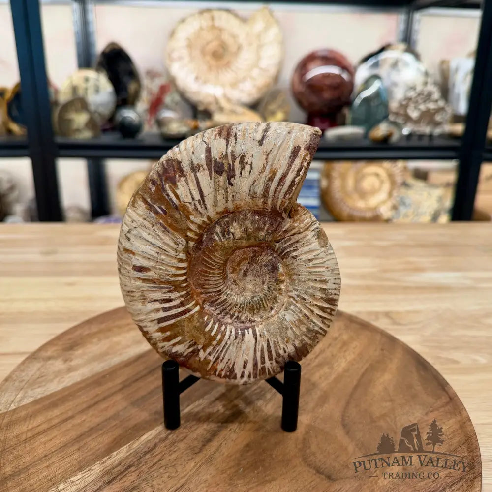 Jurassic Ammonite Fossil 5.87’’ - Fossil Specimen