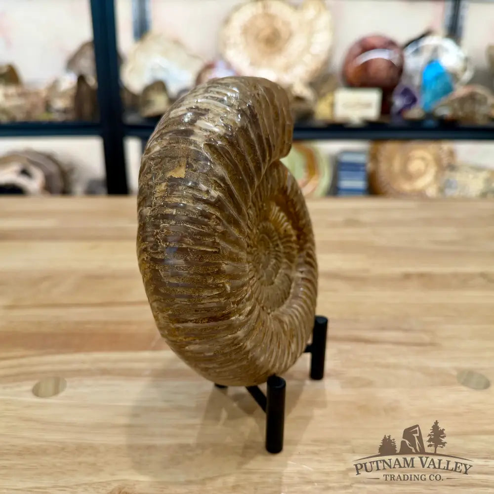 Jurassic Ammonite Fossil 6.11’’ - Fossil Specimen