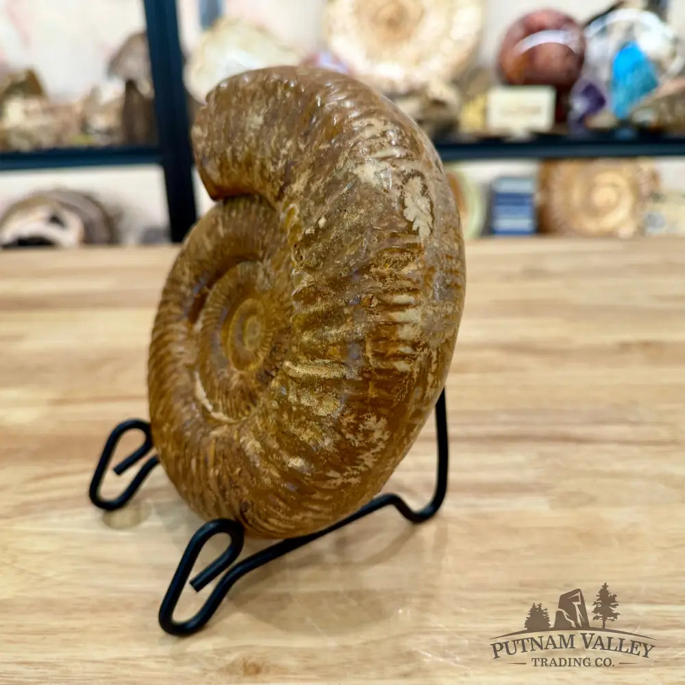 Jurassic Ammonite Fossil 6.77’’ - Fossil Specimen