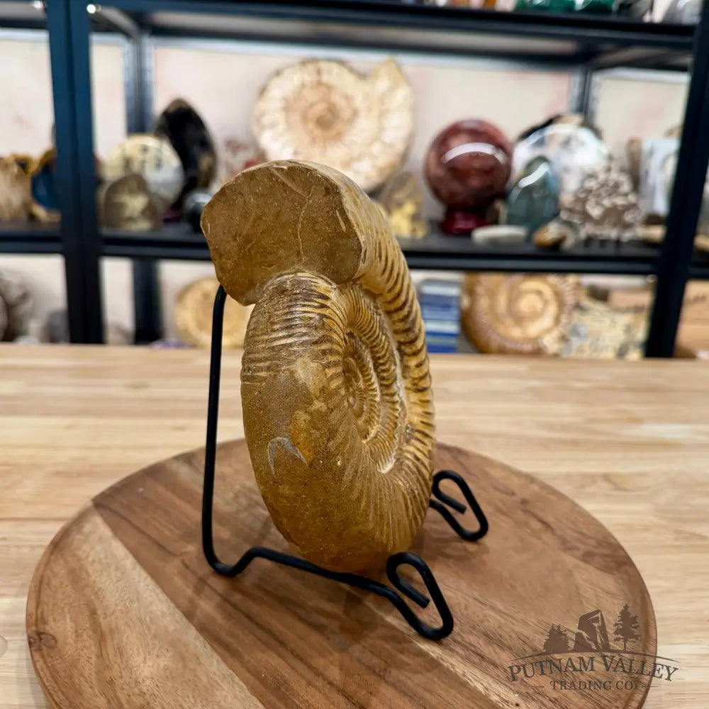 Jurassic Ammonite Fossil 7.2’’ - Fossil Specimen
