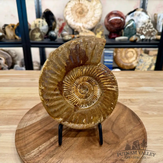 Jurassic Ammonite Fossil 7.63’’ - Fossil Specimen