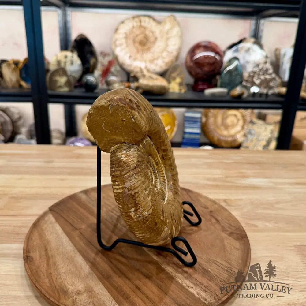 Jurassic Ammonite Fossil 7.63’’ - Fossil Specimen