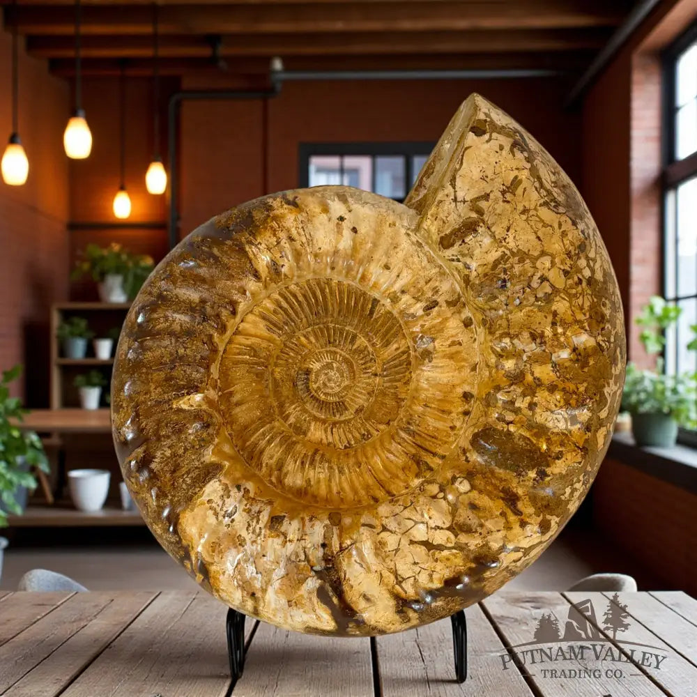Jurassic Ammonite Fossil Fossil Specimen