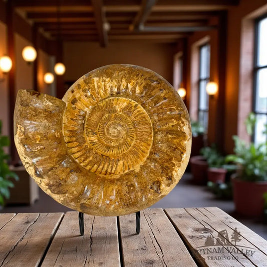 Jurassic Ammonite Fossil Fossil Specimen