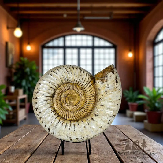 Jurassic Ammonite Fossil Fossil Specimen