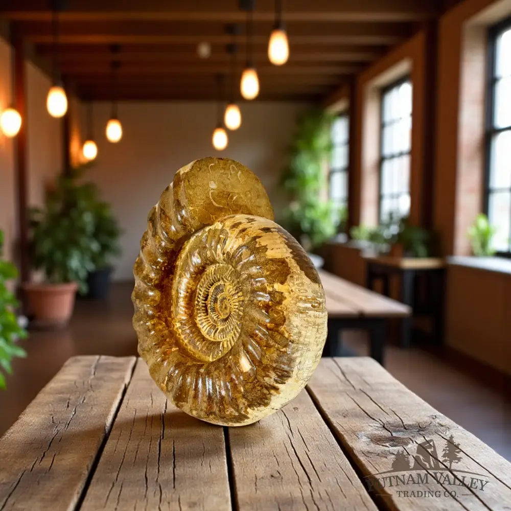 Jurassic Ammonite Fossil Fossil Specimen