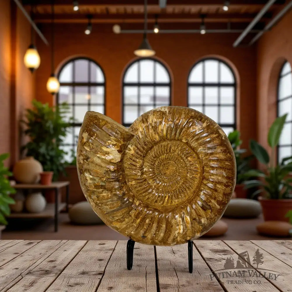 Jurassic Ammonite Fossil Fossil Specimen