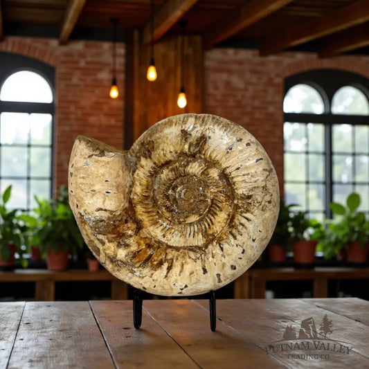 Jurassic Ammonite Fossil Fossil Specimen