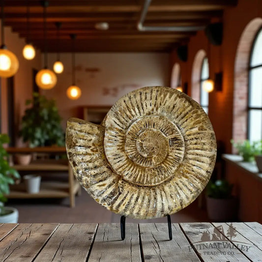 Jurassic Ammonite Fossil Fossil Specimen