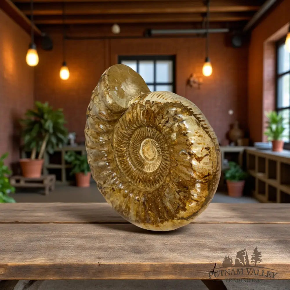 Jurassic Ammonite Fossil Fossil Specimen